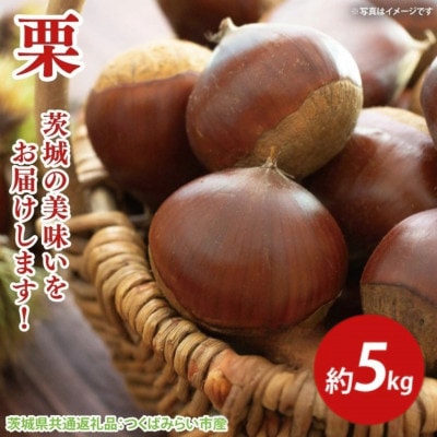栗　5kg(茨城県共通返礼品:つくばみらい市)