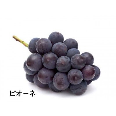 大きめピオーネ約700g×2房　県内共通返礼品:かすみがうら市