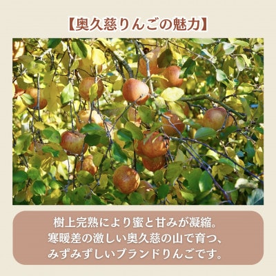 【仲野りんご園】樹上完熟の奥久慈りんご「サンふじ」約3kg(9～12玉)|茨城県 大子町 産地直送