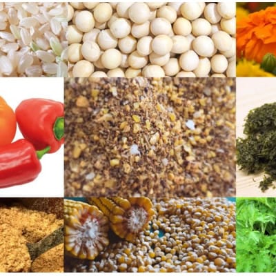 【毎月定期便】黒麹育ちの赤たまご30個全12回