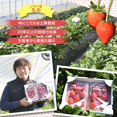 【栃木県共通返礼品/真岡市産】【2027年発送先行予約】完熟とちあいか　約600g