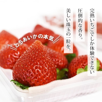 【栃木県共通返礼品/真岡市産】【2027年発送先行予約】完熟とちあいか　約600g