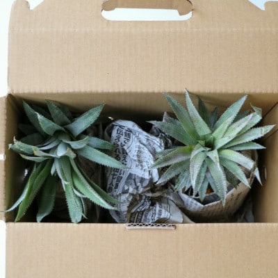 【2026年8月上旬から順次発送】イリ玉城物産が厳選!Nパイン2玉 パイナップル