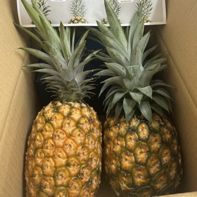 【2026年7月中旬から順次発送】イリ玉城物産が厳選したゴールドバレル 2玉 パイナップル