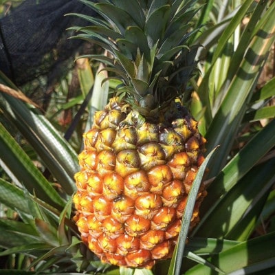 【2026年7月中旬から順次発送】イリ玉城物産が厳選したゴールドバレル 2玉 パイナップル