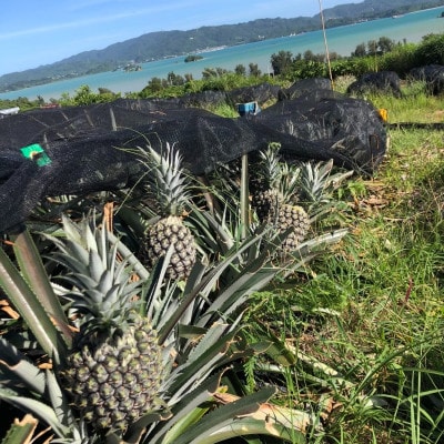 【2026年7月中旬から順次発送】イリ玉城物産が厳選したゴールドバレル 2玉 パイナップル