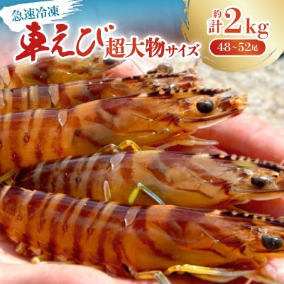 【養殖場から直送】急速冷凍車えび 超大物サイズ 約2kg(48～52尾/500g×4P)