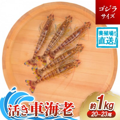 【養殖場から直送】活き車海老 ゴジラサイズ 約1kg(20～23尾/約18cm)