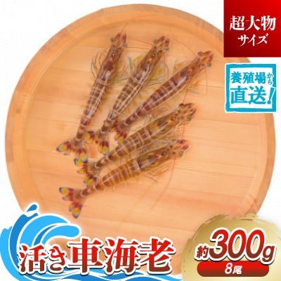 【養殖場から直送】活き車海老 超大物サイズ 約300g(8尾/約17cm)