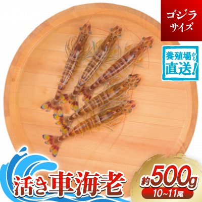 養殖場から直送】活き車海老 ゴジラサイズ 約500g(10～11尾/約