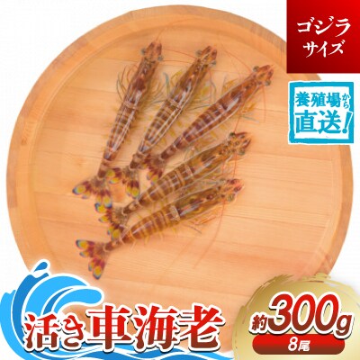 【養殖場から直送】活き車海老 ゴジラサイズ 約300g(8尾/約18cm)