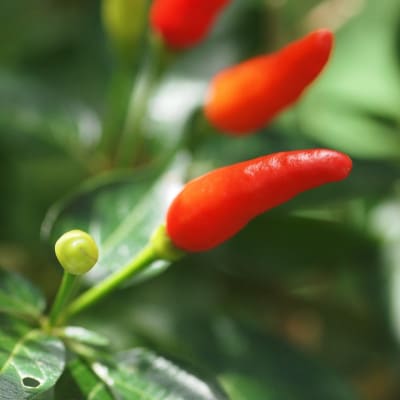 やまいち園の自家栽培 島とうがらし 2本(各10g)