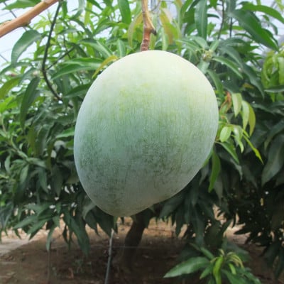 【2026年8月中旬から順次発送】やんばる物産センターから直送!幻のキーツマンゴー2kg(2～3玉)