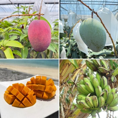 【発送月固定定期便】道の駅「許田」が厳選した南国フルーツ定期便!アップルバナナ&マンゴー2種全3回