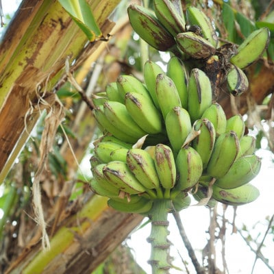 【発送月固定定期便】道の駅「許田」が厳選した南国フルーツ定期便!アップルバナナ&マンゴー2種全3回