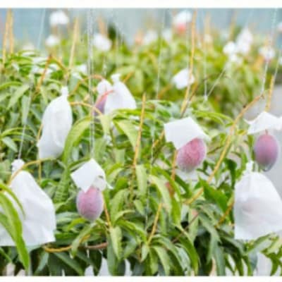 【琉花ファーム】無添加　贅沢マンゴージャム　100g×3個セット　箱入り