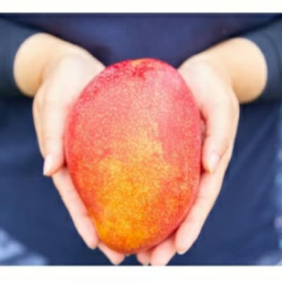 【琉花ファーム】無添加　贅沢マンゴージャム　100g×3個セット　箱入り