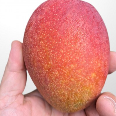 【2025年発送】TROPICAL FIELD モリ之ナカの家庭用マンゴー約2kg(4～6玉)