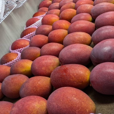 【2025年発送】TROPICAL FIELD モリ之ナカの贈答用マンゴー約1.5kg(3～5玉)