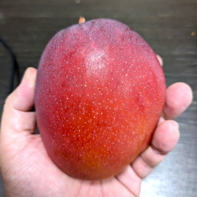 【2025年発送】TROPICAL FIELD モリ之ナカの贈答用マンゴー約2kg(4～6玉)