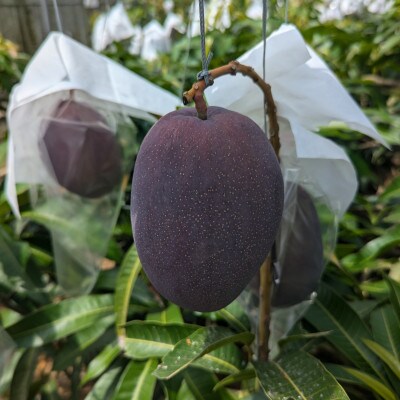 【2025年発送】TROPICAL FIELD モリ之ナカの贈答用マンゴー約2kg(4～6玉)