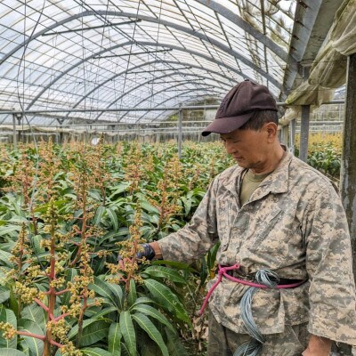 【2025年発送】TROPICAL FIELD モリ之ナカの贈答用マンゴー約2kg(4～6玉)