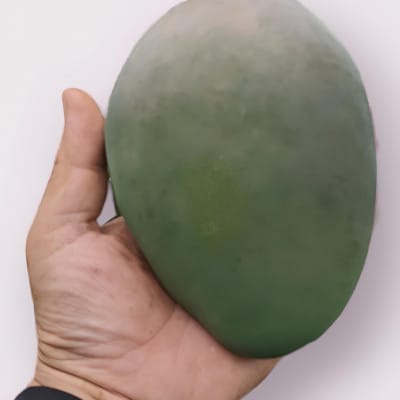 y2026NzTROPICAL FIELD ViJ̌̃L[c}S[2kgȏ(2`3)