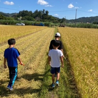 泉又米(いじゅまためー) 精米 6kg