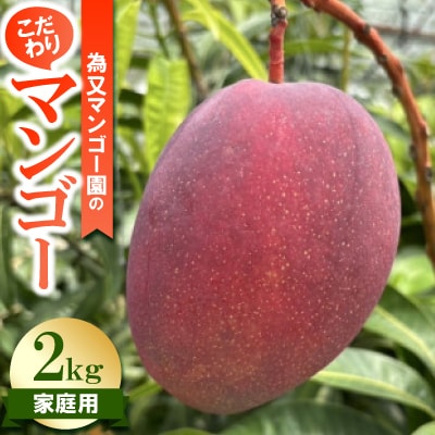 【2026年6月下旬から順次発送・家庭用】為又マンゴー園のこだわりマンゴー2kg(4～6玉)