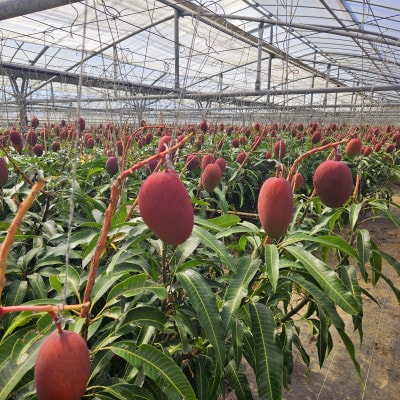 【2025年6月～7月頃の発送予定・優品】ココミラファームのアップルマンゴー2kg(4～6玉)