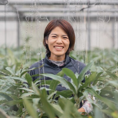 【2025年6月～7月頃の発送予定・優品】ココミラファームのアップルマンゴー1kg(2～3玉)