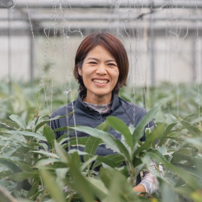 【2025年6月～7月頃の発送予定・家庭用】ココミラファームのアップルマンゴー2kg(4～6玉)