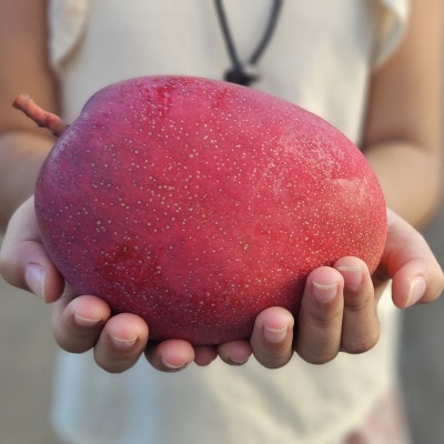 【2025年6月～7月頃の発送予定・家庭用】ココミラファームのアップルマンゴー1kg(2～3玉)