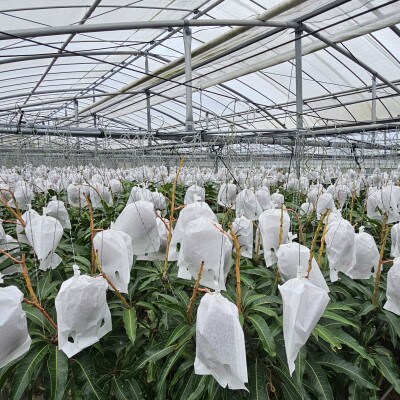 【2025年6月～7月頃の発送予定・家庭用】ココミラファームのアップルマンゴー1kg(2～3玉)