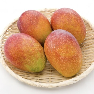 【2025年6月～7月頃の発送】ご家庭用アップルマンゴー1.5kg(4～5玉)