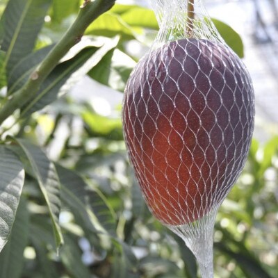 【2025年6月～7月頃の発送】ご家庭用アップルマンゴー1.5kg(4～5玉)