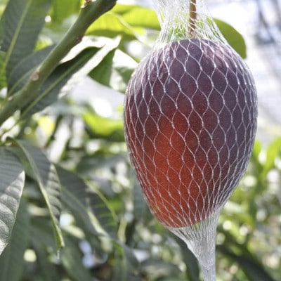 【2025年6月～7月頃の発送】ご家庭用アップルマンゴー2.0kg(4～6玉)