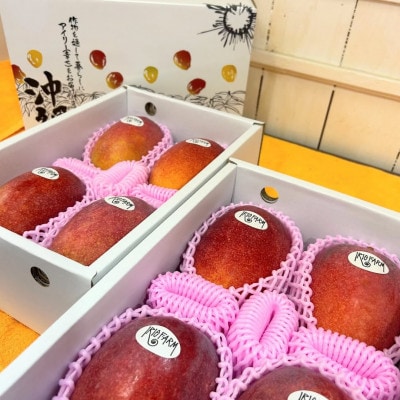 【2026年7月上旬から順次発送・贈答用】秀品アップルマンゴー約1kg(2～3玉)