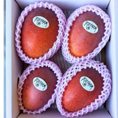 【2026年7月上旬から順次発送・贈答用】秀品アップルマンゴー約2kg(4～5玉)