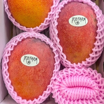 【2026年7月上旬から順次発送・家庭用】完熟アップルマンゴー約1kg(2～3玉)