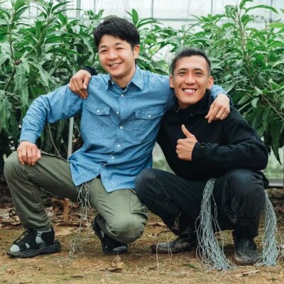 【2026年7月上旬から順次発送・家庭用】完熟アップルマンゴー約2kg(3～5玉)