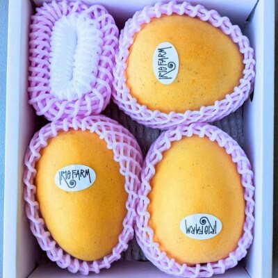 【2026年7月中旬から順次発送・贈答用】糖度20度超えの希少品種!金蜜マンゴー1kg(2～3玉)