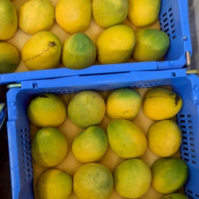 【2026年7月中旬から順次発送・家庭用】糖度20度超えの希少品種!金蜜マンゴー1kg(2～3玉)