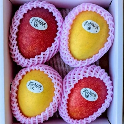 【2026年7月中旬から順次発送・家庭用】アップルマンゴー&金蜜マンゴー計2kg(4～6玉)