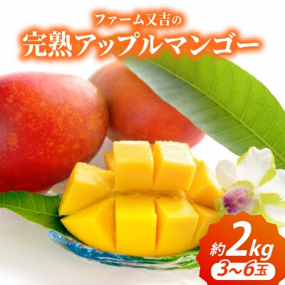 【2026年6月から順次発送・家庭用】又吉ファームの完熟アップルマンゴー約2kg(3～6玉)
