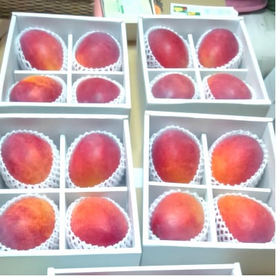 【2026年6月から順次発送・家庭用】又吉ファームの完熟アップルマンゴー約2kg(3～6玉)