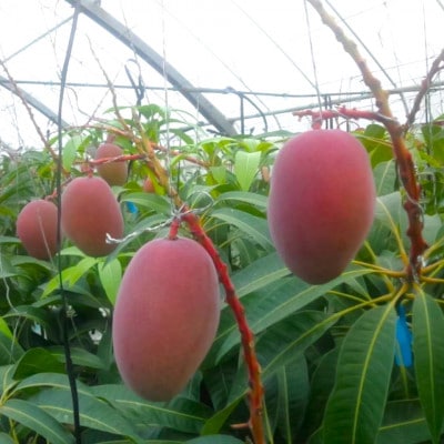 【2026年6月から順次発送・家庭用】又吉ファームの完熟アップルマンゴー約2kg(3～6玉)