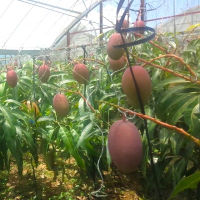 【2026年6月から順次発送・家庭用】又吉ファームの完熟アップルマンゴー約2kg(3～6玉)