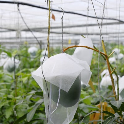 【2026年8月から順次発送・家庭用】ファーム又吉の幻のキーツマンゴー約2kg(2～3玉)