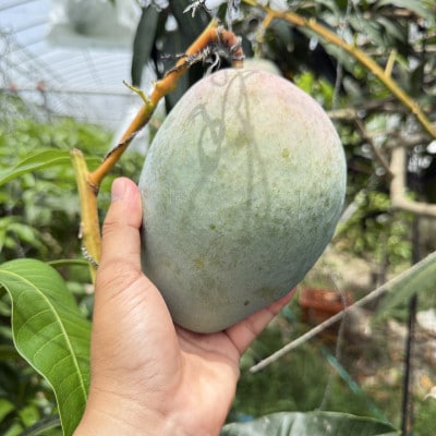 【2026年8月から順次発送・家庭用】ファーム又吉の幻のキーツマンゴー約2kg(2～3玉)